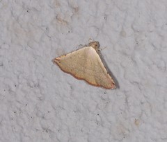Eublemma silicula