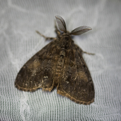 Orgyia pseudotsugata