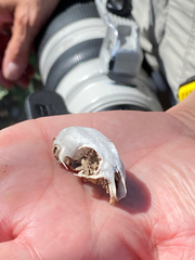 Xerospermophilus tereticaudus