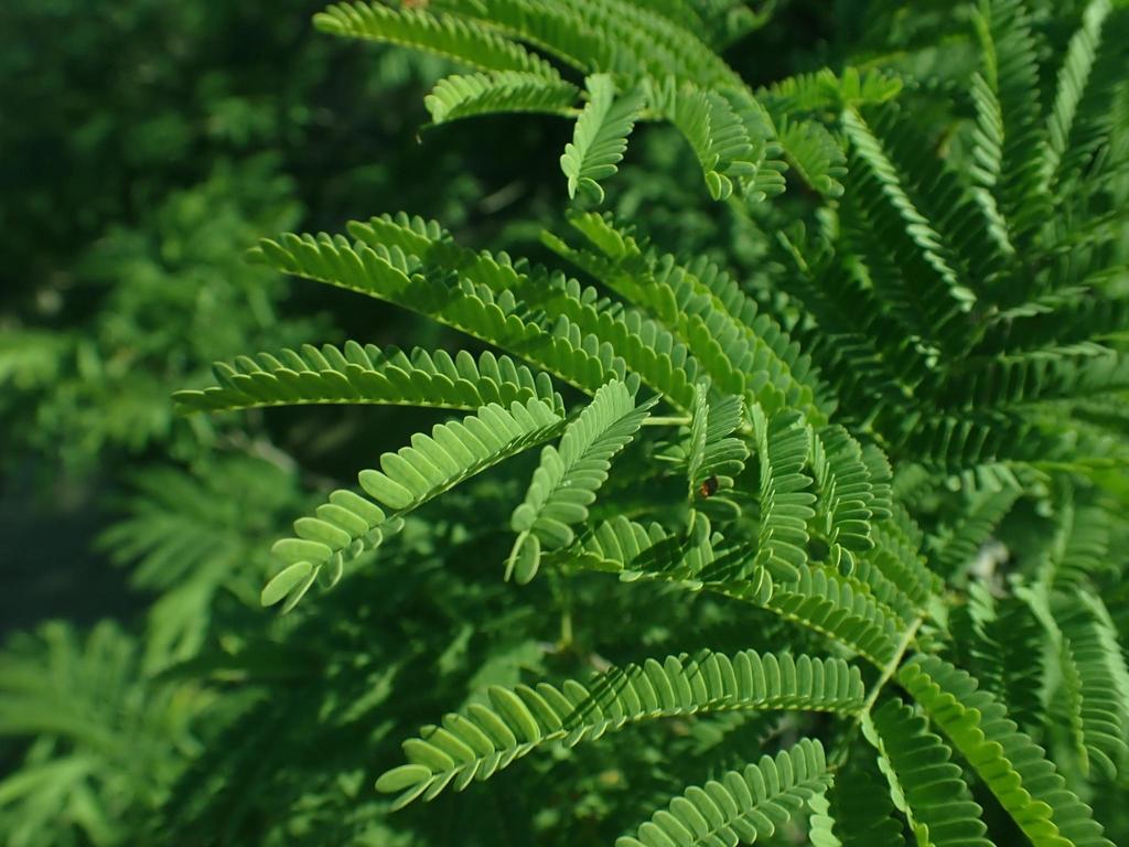 Littleleaf False Tamarind