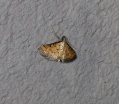 Herpetogramma hipponalis