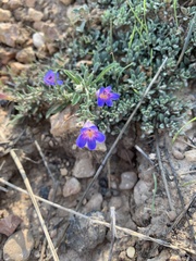 Penstemon caespitosus