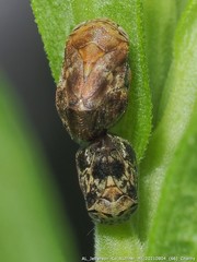 Clastoptera laevigata