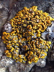 Xanthopsorella texana