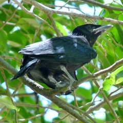 Spangled Drongo photo 5
