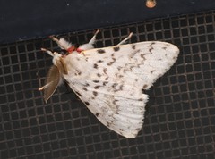 Lymantria pelospila