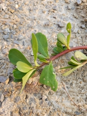 Portulaca oleracea