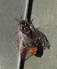 Diprionidae