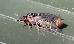 Diprionidae