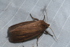 Globia laeta