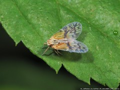 Bothriocera maculata