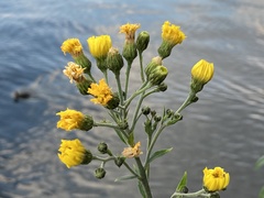 Hieracium sabaudum