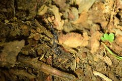Plethodon cylindraceus