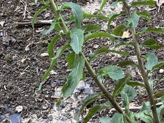 Hieracium sabaudum