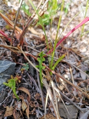 Botrychium ascendens