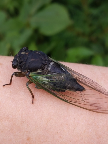 Dark Lyric Cicada photographed in Ohio