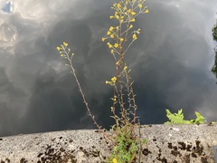 Hieracium sabaudum
