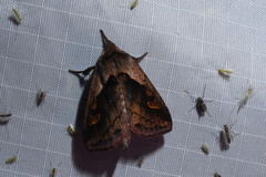 Bellura densa