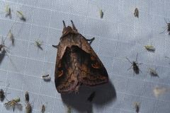 Bellura densa