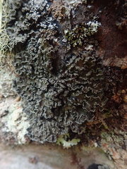 Leioderma duplicatum