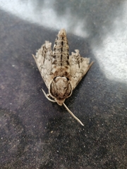 Ceratomia undulosa