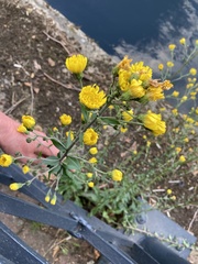 Hieracium sabaudum