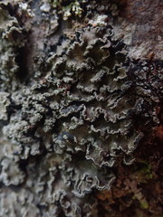 Leioderma duplicatum