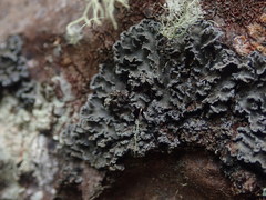 Leioderma duplicatum