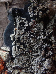 Degelia crustacea