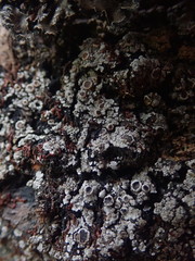 Degelia crustacea