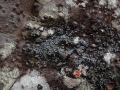 Degelia crustacea