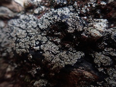 Degelia crustacea