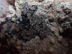 Degelia crustacea