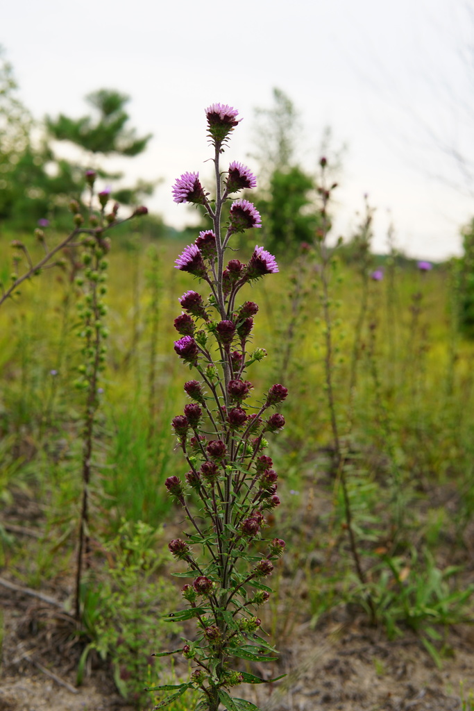 New England blazing star