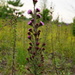 New England Blazing Star - Photo (c) Erlon Bailey, some rights reserved (CC BY-NC), uploaded by Erlon Bailey