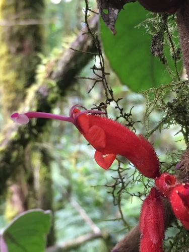 Agalmyla angustifolia