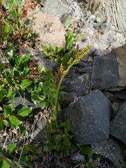 Botrychium yaaxudakeit