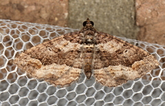 Chrysolarentia