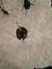 Epilachna mexicana