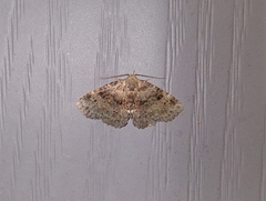 Metalectra quadrisignata