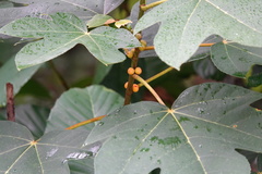 Ficus grossularioides
