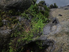 Crassula ruamahanga