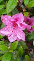 Rhododendron indicum