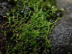Crassula ruamahanga