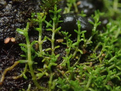 Crassula ruamahanga