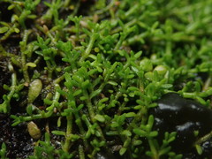 Crassula ruamahanga