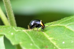 Hemithyrsocera palliata