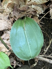 Galearis spectabilis