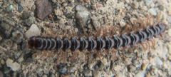 Oxidus