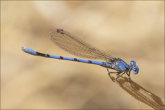 Argia agrioides